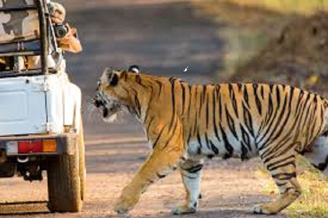 Rajasthan Wildlife Tour